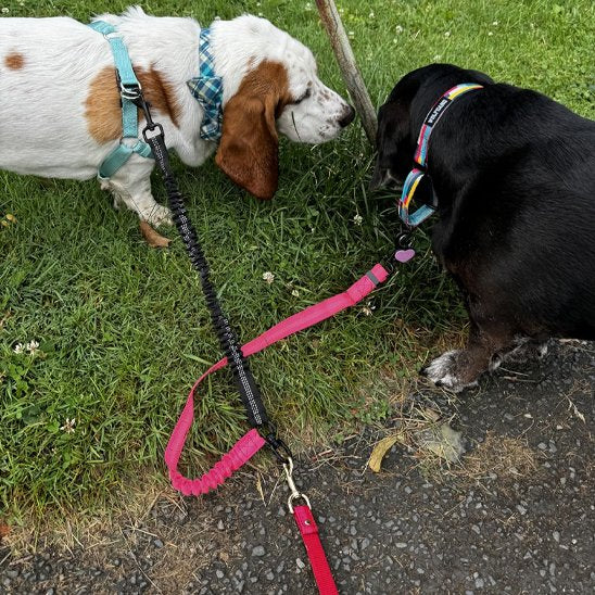 Laisse double pour chien balade