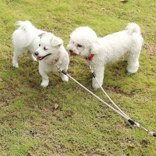 Laisse double pour chien caniche