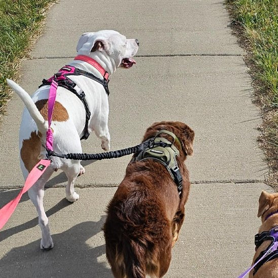 Laisse double pour chien egale