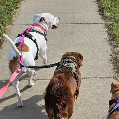 Laisse double pour chien egale
