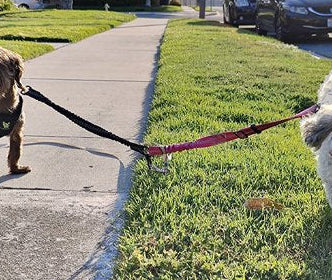 Laisse double pour chien equilibre