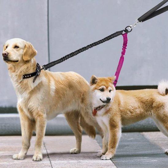 Laisse double pour chien gros et moyen