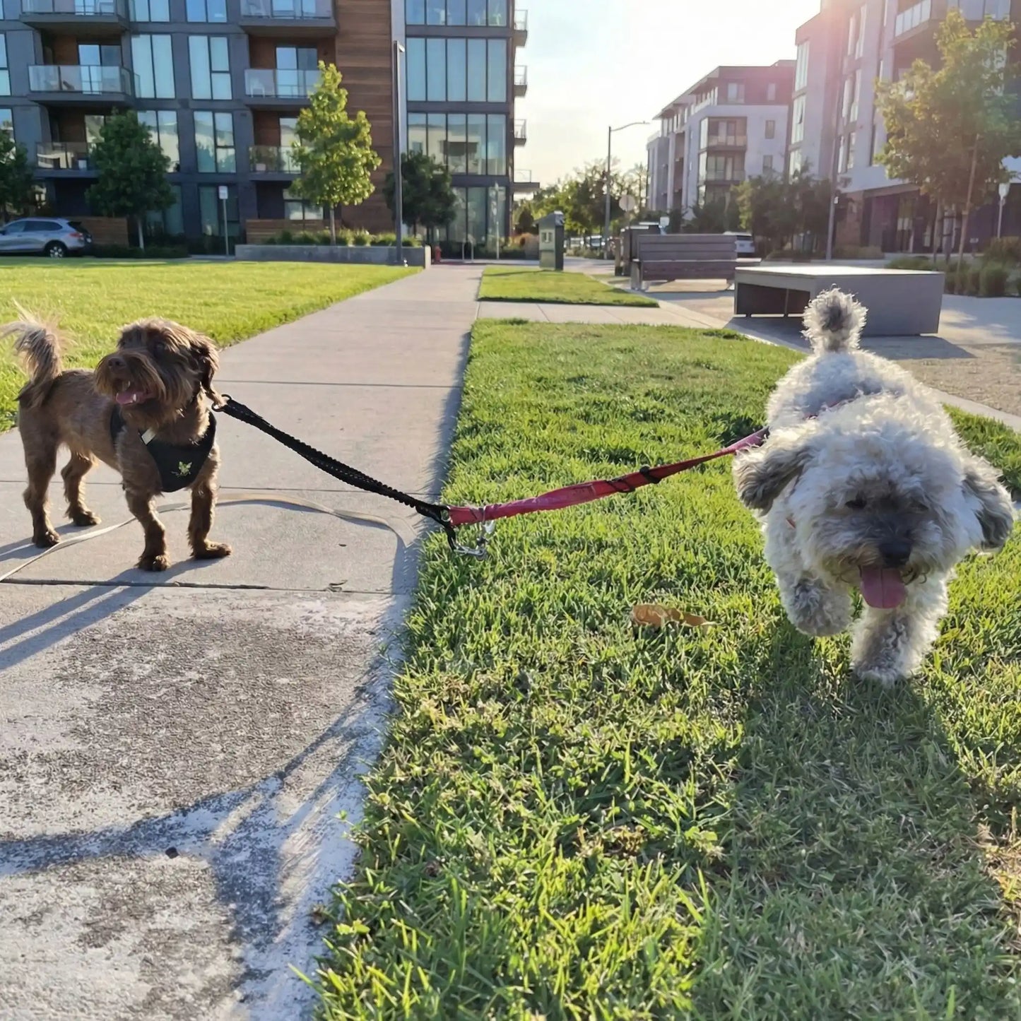 Laisse double pour chien en tendem Zen