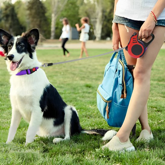 Laisse pour chien enrouleur berger parc