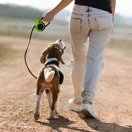 Laisse pour chien enrouleur vert