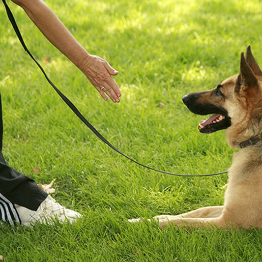 Laisse pour chien longe berger allemand