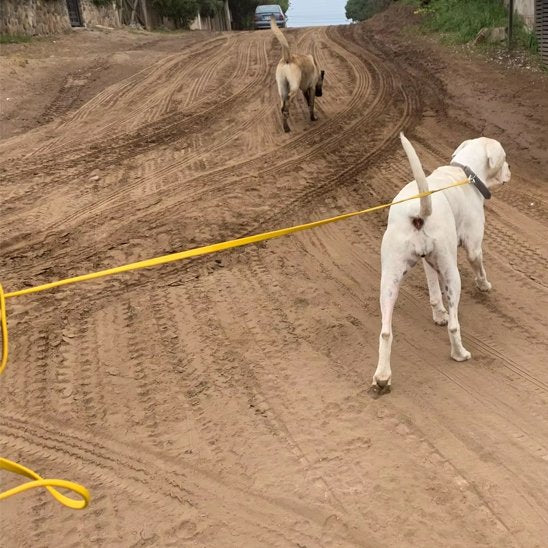 Laisse pour chien longe chien blanc