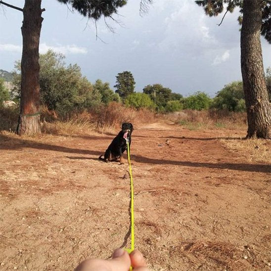 Laisse pour chien longe chien noir