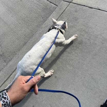 Laisse pour chien longe bleu