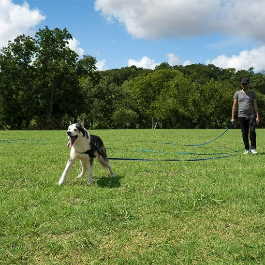 Laisse pour chien longe Husky