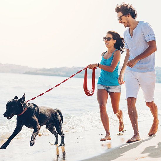 Laisse pour chien maxi longe plage
