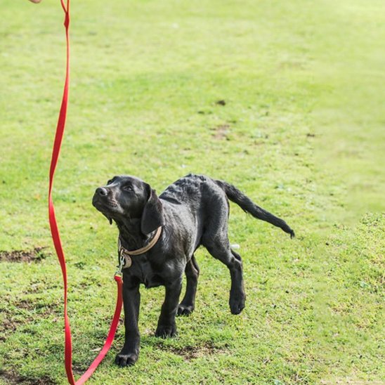 Laisse pour chien maxi longe rouge