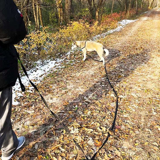 Laisse pour chien maxi longe sentier