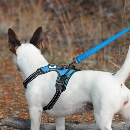 Laisse pour chien Que Calor turquoise dos
