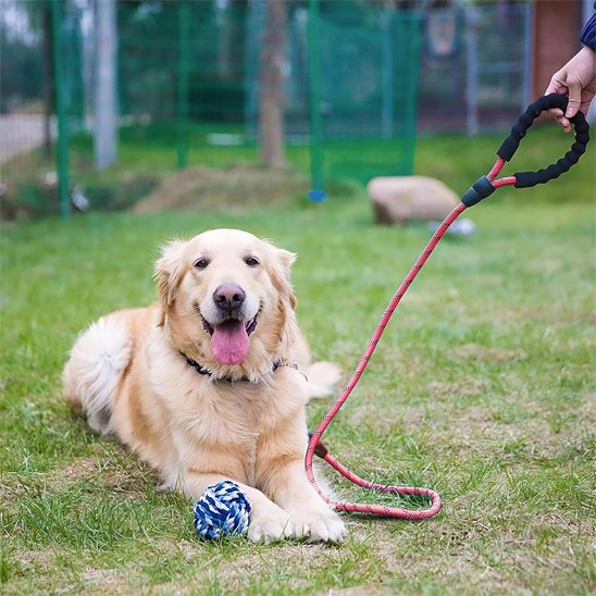 Laisse pour chien ronde chic Labrador repos