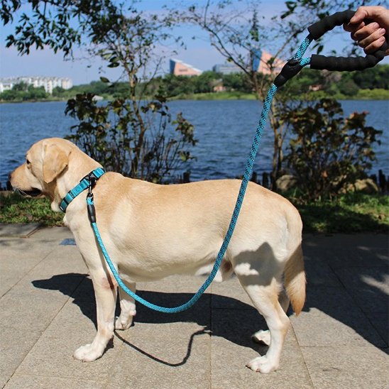 Laisse pour chien ronde chic Lac