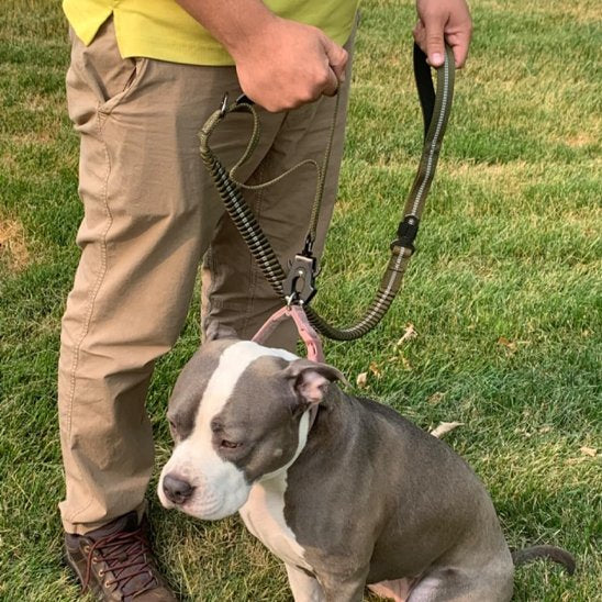 Laisse pour chien TakTik Zen en promenade