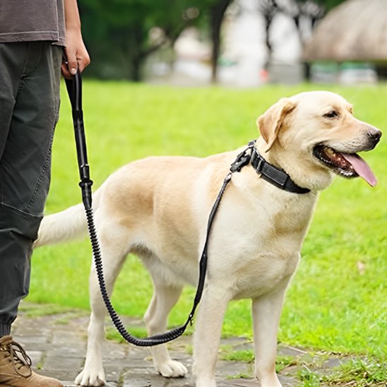 Laisse pour chien TakTik Zen Labrador blond