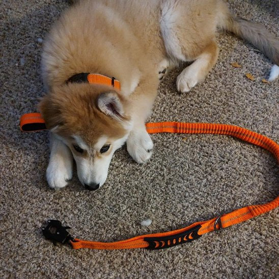 Laisse pour chien TakTik Zen produit