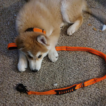 Laisse pour chien TakTik Zen produit