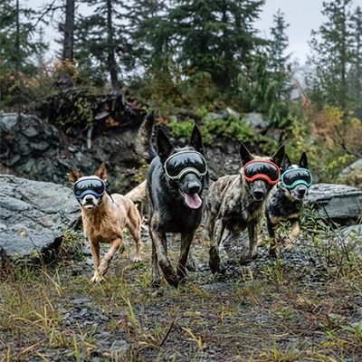 Lunette pour chien meute en ballade avec leurs lunettes 