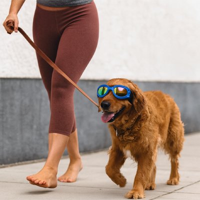 Lunette pour chien​ OculaireZen urbain