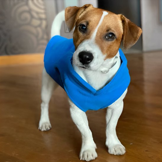 Manteau chien Beagle bleu