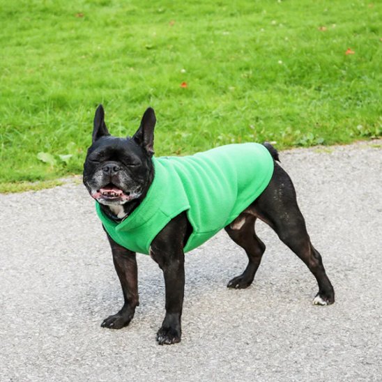 Manteau chien bouledogue noir manteau polaire vert