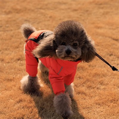 Manteau pour Chien  Caniche Orange