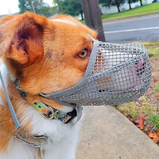 Muselière chien maille zen collie