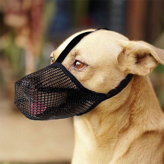 Muselière chien maille zen golden