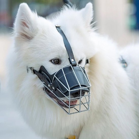 Muselière pour chien malamute mastodonte zen