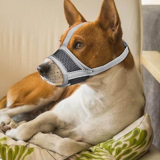 Muselière pour chien musolibre