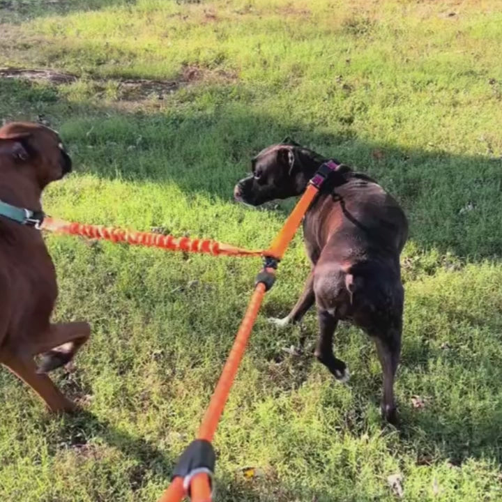 Laisse double - Rando duo chiens différents