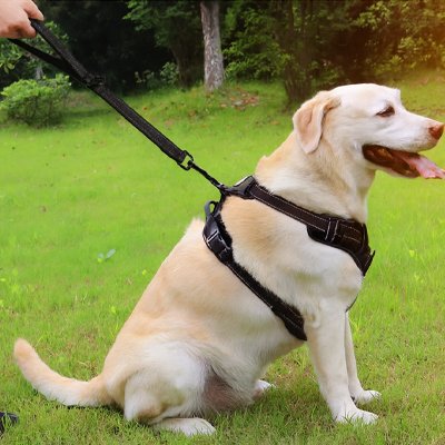 Laisse chien | La Robuste™