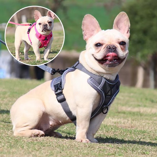 Harnais pour chien | Le mini Zen™