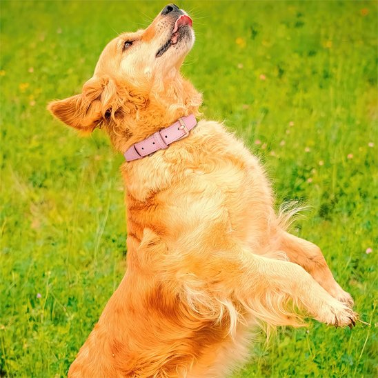 Collier chien | Le Chic-Zen™