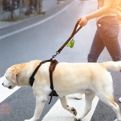 Laisse chien | La Robuste™
