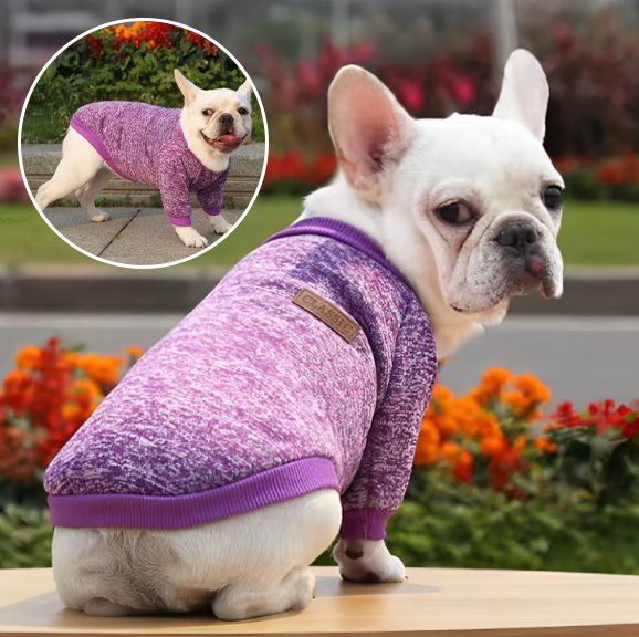 Pull chien chaud chine produit violet