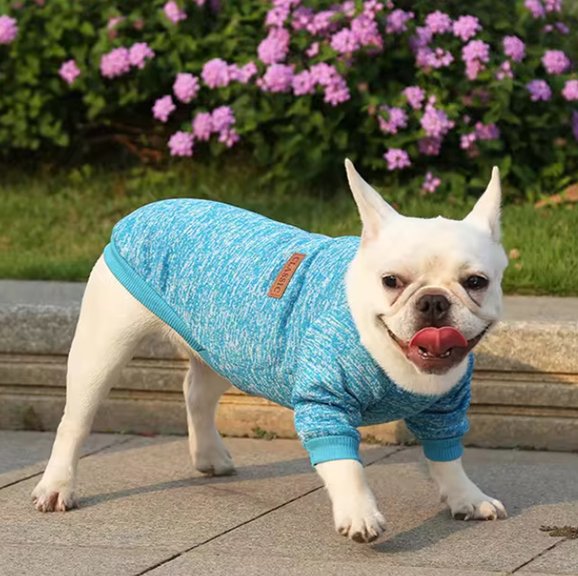Pull chien chaud chine turquoise