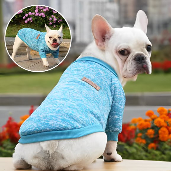Pull chien chien chine produit turquoise