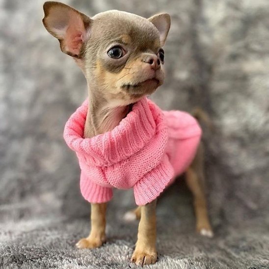 Pull pour chien doux rose