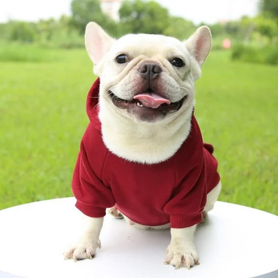Pull pour chien hoodog rouge