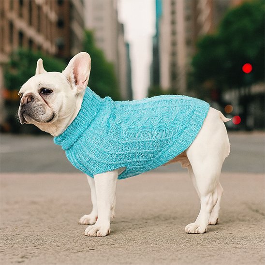 Pull pour chien turquoise