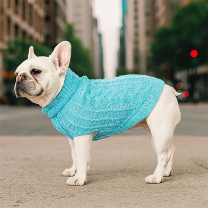 Pull pour chien turquoise