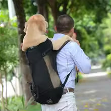 Sac de transport pour Chien  Golden qui est en ballade au parc