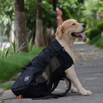 Sac à dos pour Chien grandeur Golden assis au parc
