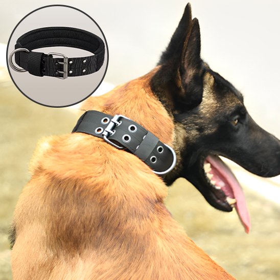 Collier chien noir