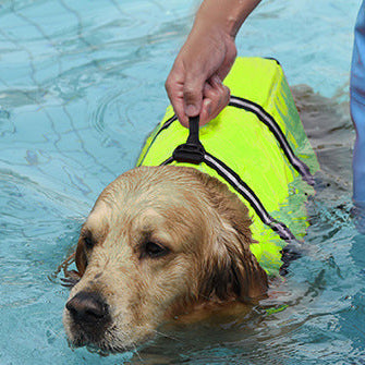 veste flottaisons du chien qui nage