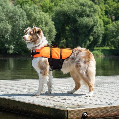 Chien de berger avec veste de flottaisons orange